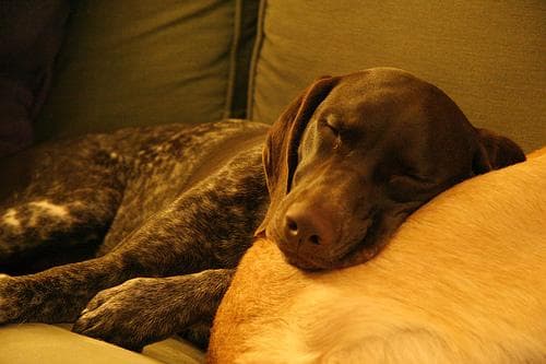 German Pointer