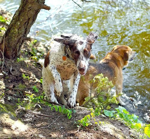 German Pointer