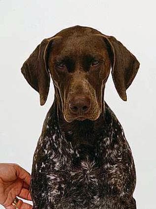 pointer