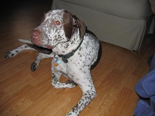 German Pointer