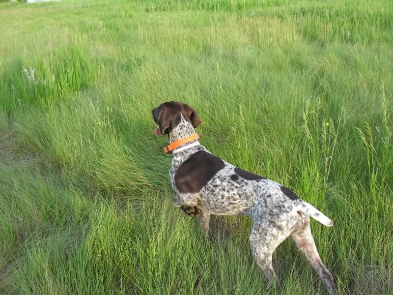 German Pointer