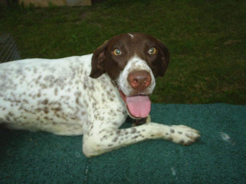 pointer