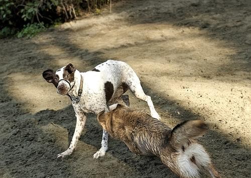 German Pointer