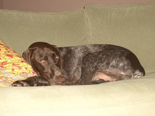 German Pointer