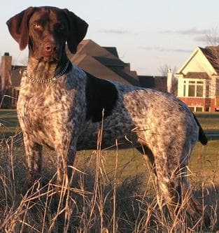 pointer