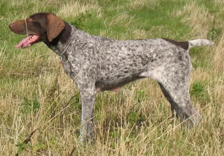German Pointer