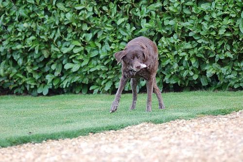 German Pointer