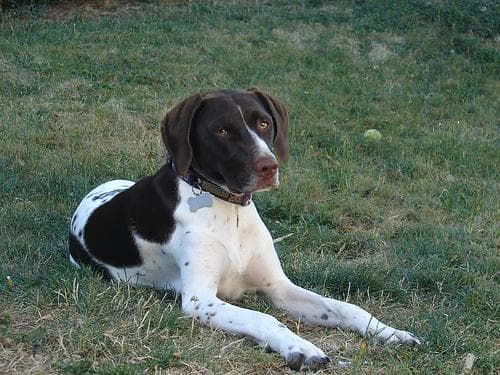German Pointer