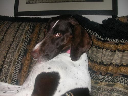 pointer