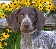 pointer