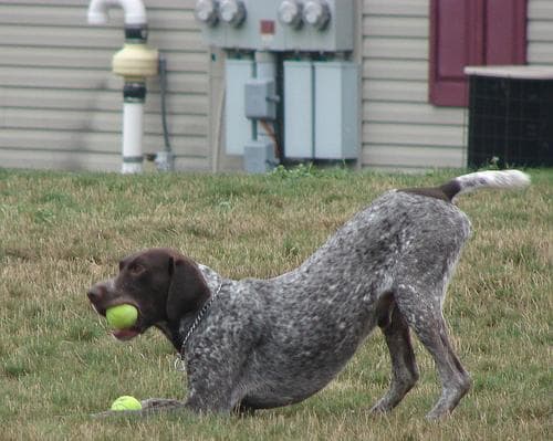 pointer