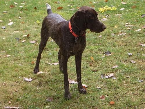 German Pointer