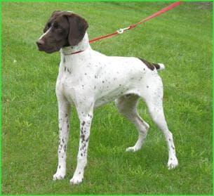 German Pointer