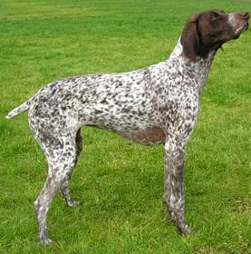 German Pointer