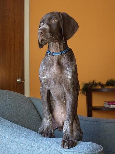 German Pointer