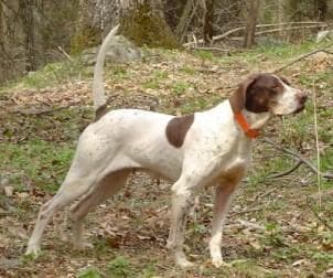 German Pointer