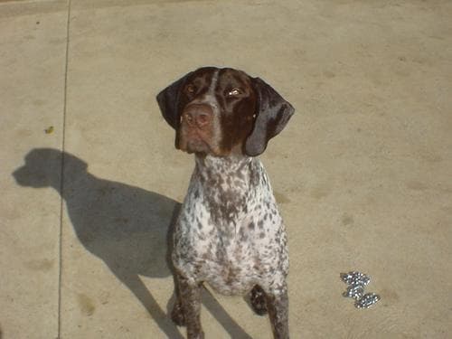 German Pointer