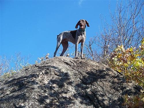 pointer