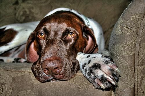 German Pointer