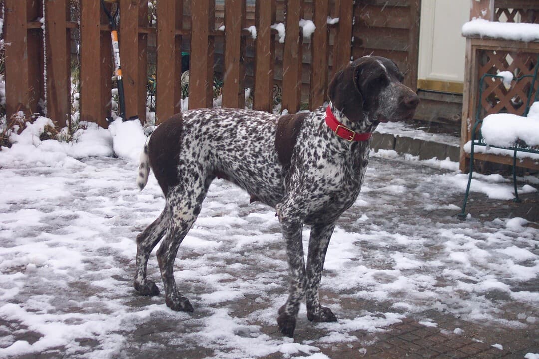 German Pointer