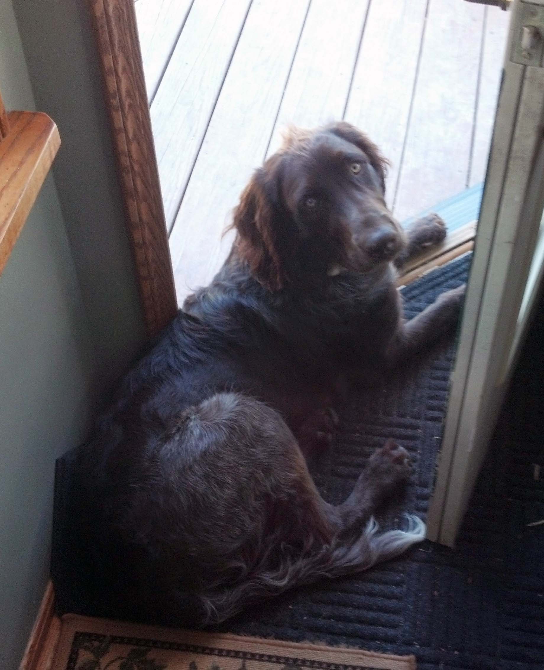 German Pointer
