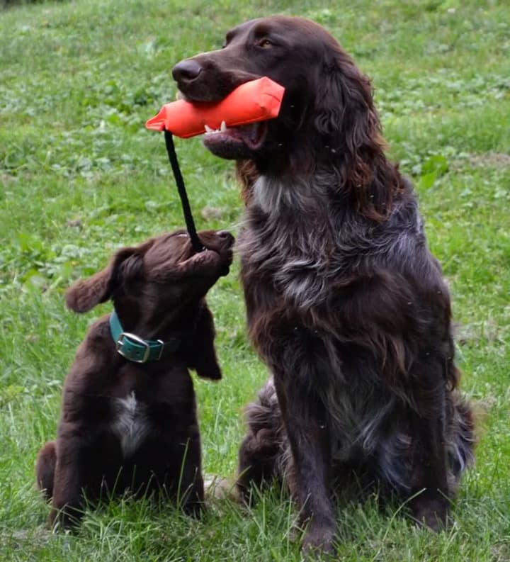 German Longhair Pointer
