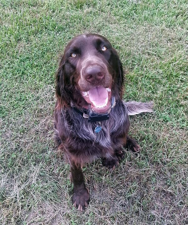 German Longhair Pointer