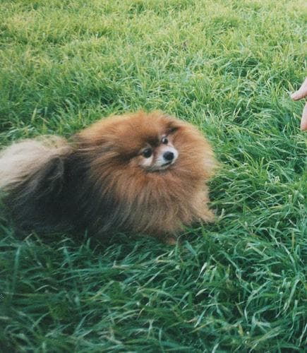 Pomeranian