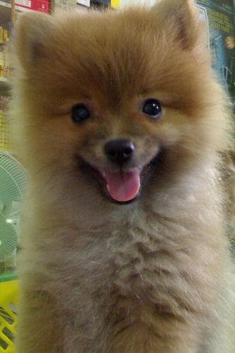 Pomeranian