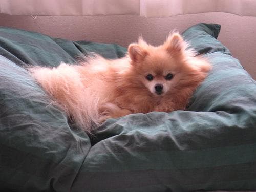 Pomeranian