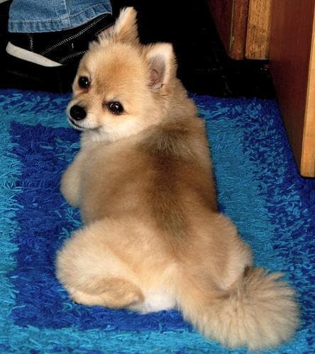 Pomeranian
