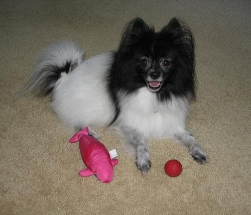 Pomeranian