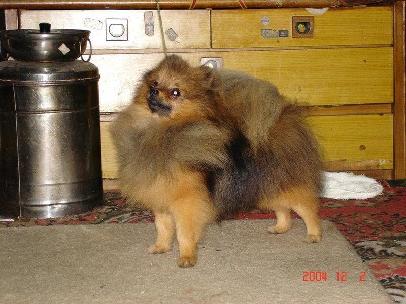 Pomeranian