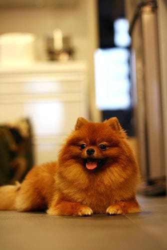 Pomeranian
