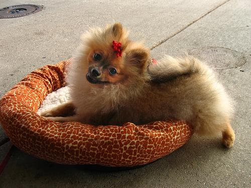 Pomeranian