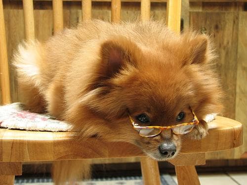 Pomeranian