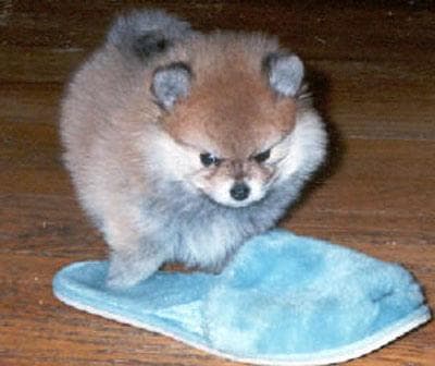 Pomeranian