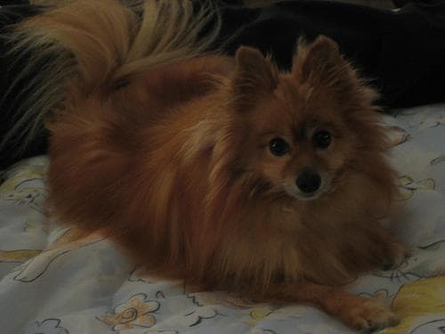 Pomeranian