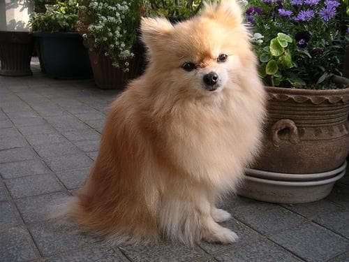 Pomeranian