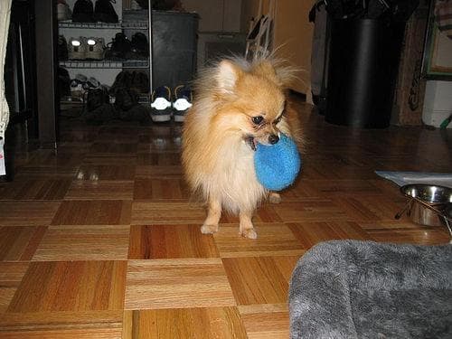 Pomeranian