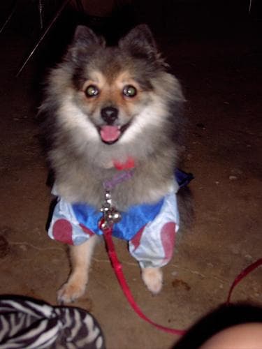 Pomeranian