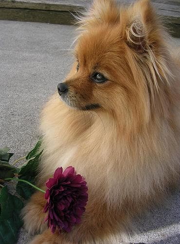 Pomeranian