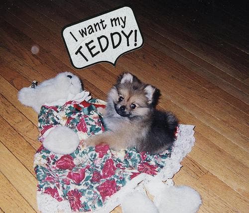 Pomeranian