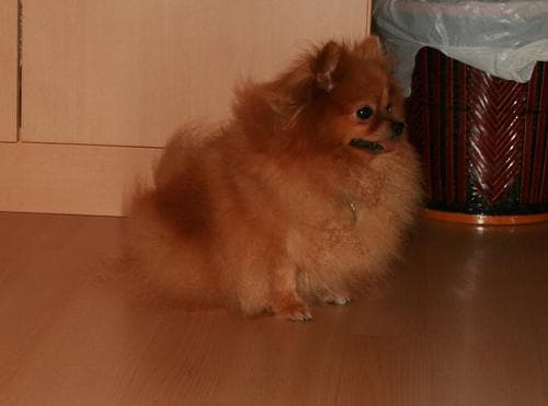 Pomeranian