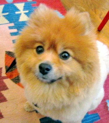 Pomeranian