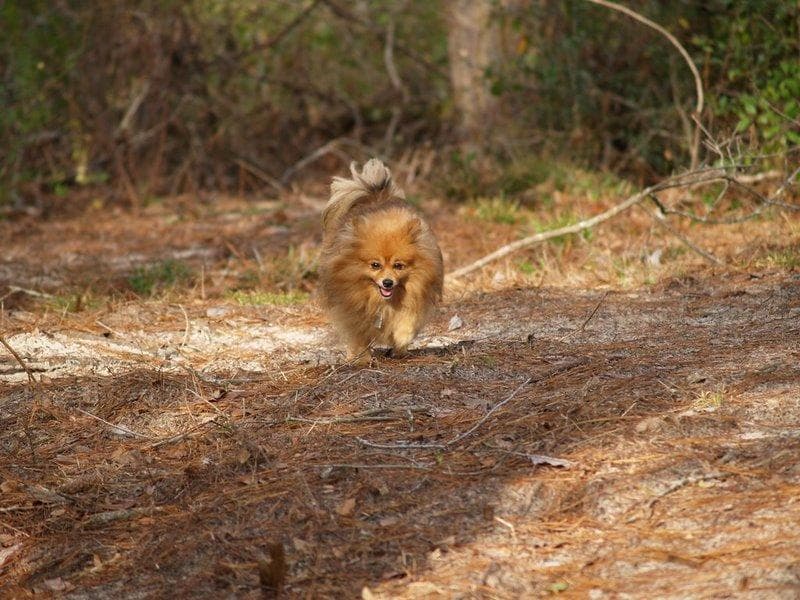 Pomeranian
