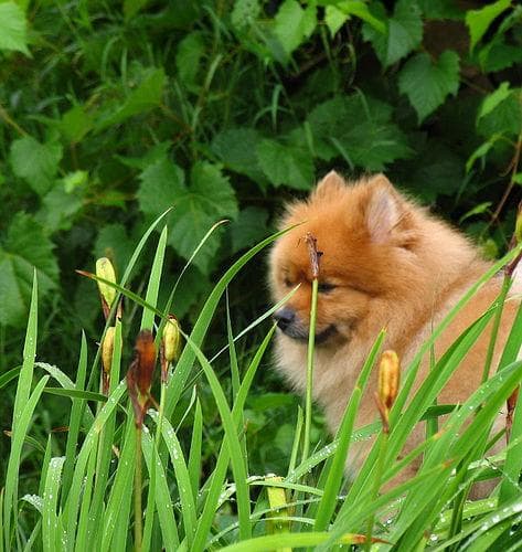 Pomeranian