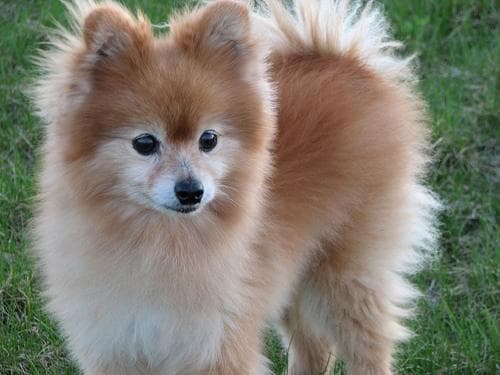 Pomeranian