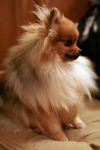 Pomeranian