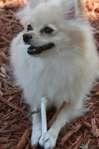 Pomeranian